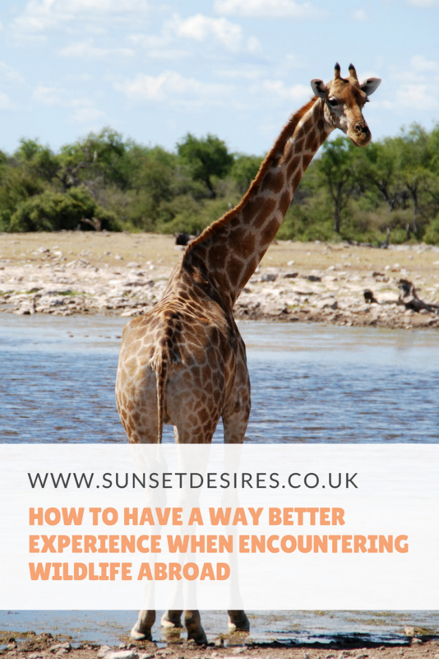 how-to-have-a-way-better-experience-when-encountering-wildlife-abroad-sunsetdesires- Banner with title How To Have A Way Better Experience When Encountering Wildlife Abroad with a picture of a giraffe near a river.